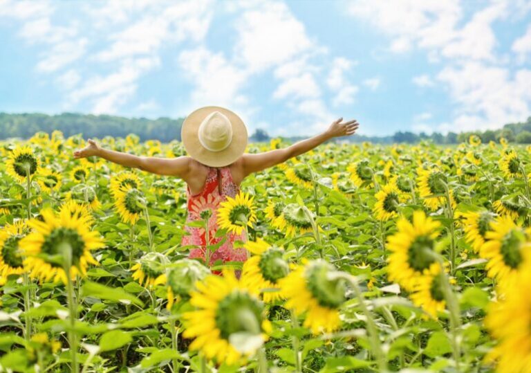 sunflowers-g1b0b692cc_1920-770x540
