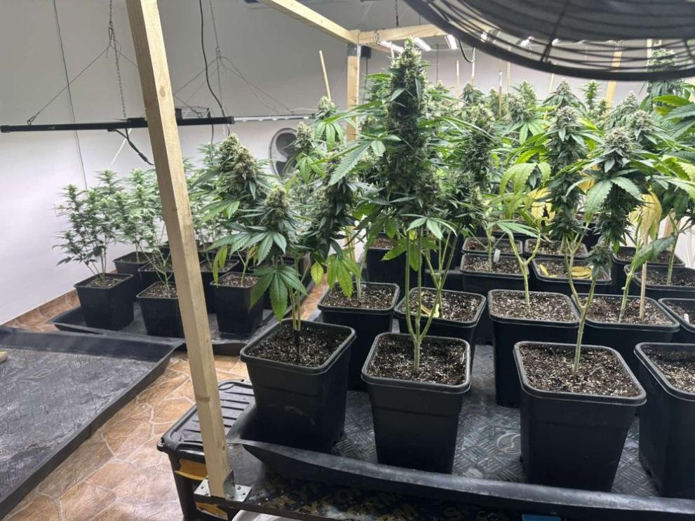 991-ratio-oranzheriia-marihuana